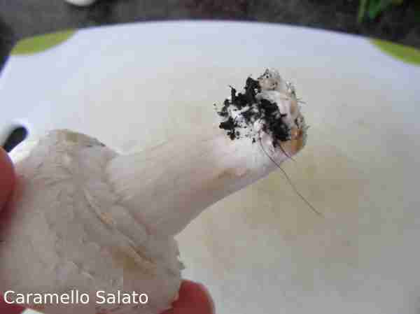 Ricetta Tagliatelle ai funghi 